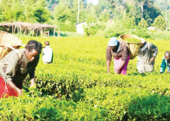 52,000 Women, Youths Empowered For Wet Season Farming
