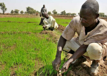 Jigawa Farmers To Produce 800,000 Tons Of Rice From Dry Season Farming