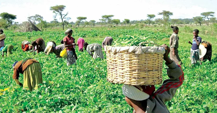 Varsity Trains 30 Farmers, Others On Gardening 1 Farming 750x391 1