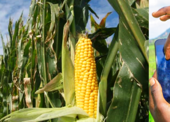 Firm Launches CyberAgric App To Revolutionise Agricultural Sector