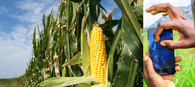 Firm Launches CyberAgric App To Revolutionise Agricultural Sector 1 Flexify Solutions Farms AI app