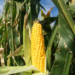 Firm Launches CyberAgric App To Revolutionise Agricultural Sector