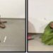 Troops Arrest 4 Suspected Kidnappers In FCT, Oyo 5 Troops Arrest 4 Suspected Kidnappers In FCT, Oyo