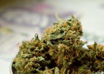 No One Should Be In Jail Merely For Using, Possessing Marijuana — US Govt