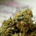 No One Should Be In Jail Merely For Using, Possessing Marijuana — US Govt 5 No One Should Be In Jail Merely For Using, Possessing Marijuana — US Govt