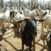 Making Profit From Ram Sale During Sallah Period 5 As Tinubu Marks One Year In Office