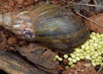 How To Make Money Starting A Snail Farming Business