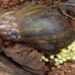 How To Make Money Starting A Snail Farming Business 5 How To Make Money Starting A Snail Farming Business