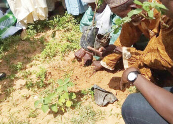 Kebbi Plants 100,000 Trees To Curb Desertification