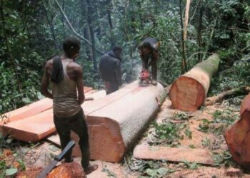No Wood Factory Set Up By Chinese Nationals In Cross River Community Forest — Official