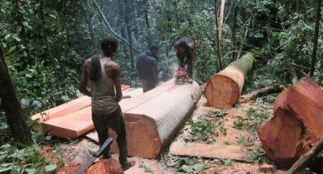 No Wood Factory Set Up By Chinese Nationals In Cross River Community Forest — Official 1 Wood factory