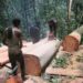 No Wood Factory Set Up By Chinese Nationals In Cross River Community Forest — Official