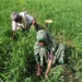 Coalition Urges Upscaling  Organic Agroecological  Farming