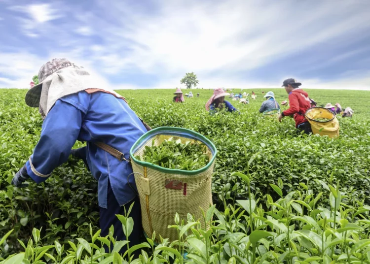 Tea Cultivation