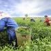 Herbal Expert Advocates Nationwide Tea Cultivation 6 Herbal Expert Advocates Nationwide Tea Cultivation