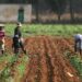 Lawmaker Donates N70m To Ebonyi Farmers