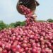 NOPPMAN To Expand Onion Production To Boost Nigerian Market
