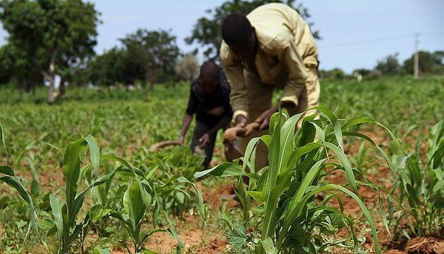 Adhere To Weather Forecasts To Prevent Losses, Experts Urge Farmers 1 rural farmers