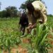 Adhere To Weather Forecasts To Prevent Losses, Experts Urge Farmers