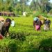 Nigeria Agric Exports Rise By 123% - NBS 7 Nigeria Agric Exports Rise By 123% – NBS