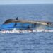 80 Dead After Boat Capsizes In Dr Congo 5 80 Dead After Boat Capsizes In Dr Congo
