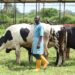 Dairy Farmers Welcome Impact Of Outspan Value Chain Investment 5 Dairy Farmers Welcome Impact Of Outspan Value Chain Investment
