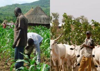 Herders Leader Assures On Peaceful Co-existence With Farmers In Bauchi