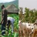 Herders Leader Assures On Peaceful Co-existence With Farmers In Bauchi