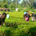 FG Invests In Climate-smart Agriculture To Boost Food Security 5 FG Invests In Climate-smart Agriculture To Boost Food Security