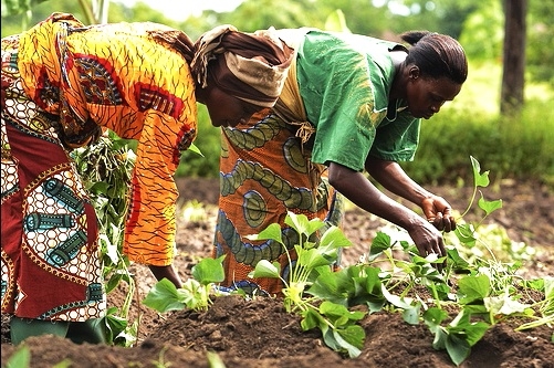 Olam Agri Nigeria Sets Pace To Promote Cultural Diversity 1 IMG 20151019 201023