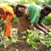 Olam Agri Nigeria Sets Pace To Promote Cultural Diversity