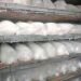 How To Start Ice Block Business In Nigeria 5 How To Start Ice Block Business In Nigeria