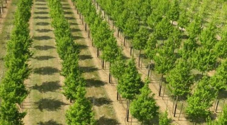 Desertification: Kano Partners Professional Bodies To Plant 3m Trees 1 IMG 7158