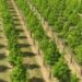 Desertification: Kano Partners Professional Bodies To Plant 3m Trees 5 Desertification: Kano Partners Professional Bodies To Plant 3m Trees
