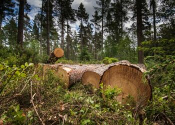 Group Warns Against Indiscriminate Felling Of Trees