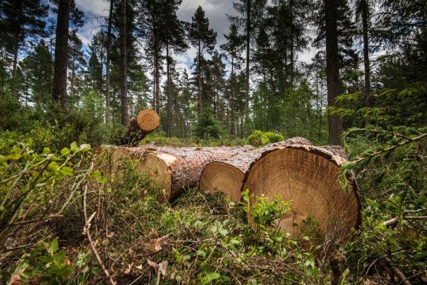 Group Warns Against Indiscriminate Felling Of Trees 1 Indiscriminate Felling Of Trees