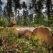 Group Warns Against Indiscriminate Felling Of Trees