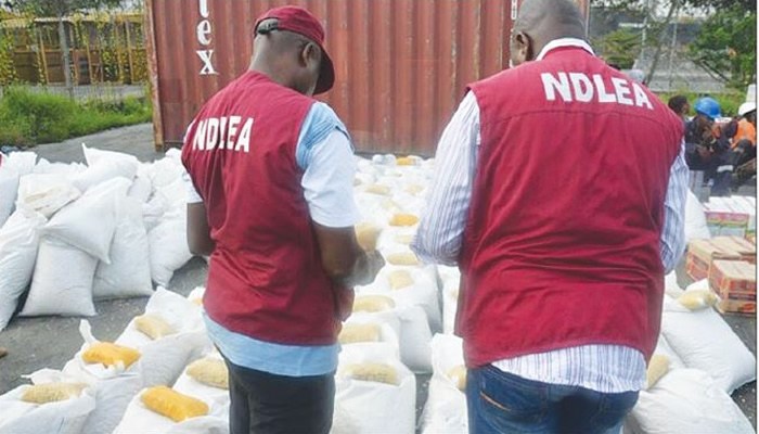 NDLEA Seizes 588kg Of Drugs, Destroys 6 Hectares Of Cannabis Farms In Adamawa 1 NDLEA OFFICERS