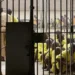 Inmate Escapes From Delta Correctional Centre 5 Inmate Escapes From Delta Correctional Centre