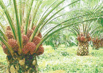 NANS Wants FG To Revive Moribund Palm Plantations