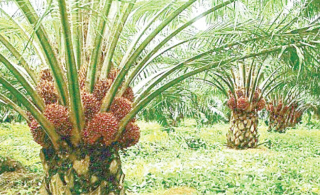 NANS Wants FG To Revive Moribund Palm Plantations 1 Oil palm farm 657x400 1