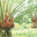 NANS Wants FG To Revive Moribund Palm Plantations