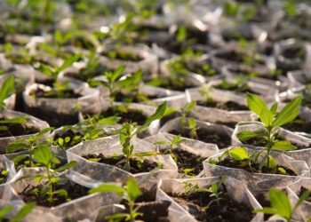 Ogun To Plant 2m Trees For Greener Environment