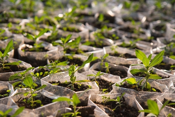Ogun To Plant 2m Trees For Greener Environment 1 Plant trees