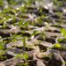 Ogun To Plant 2m Trees For Greener Environment