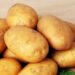 ‘Biotech Potatoes Not Harmful To Humans’ 5 ‘Biotech Potatoes Not Harmful To Humans’