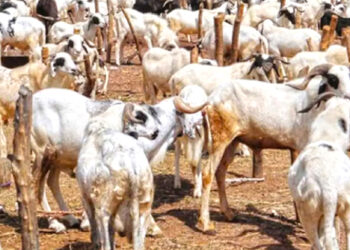 As Sallah celebration is close, there is hike in the cost of ram