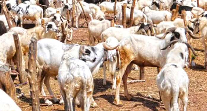 As Sallah celebration is close, there is hike in the cost of ram