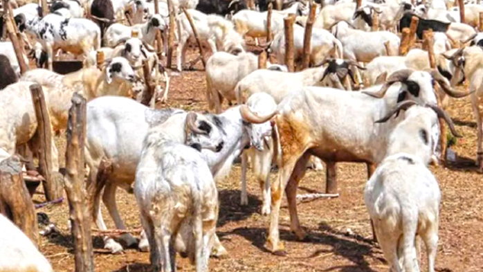 Eid-el-Kabir: Prices Soar, Ram Sells For N1m In Kaduna 1 As Sallah celebration is close, there is hike in the cost of ram