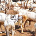 Muslims Mark Eid-el-Kabir Amid Exorbitant Prices Of Rams 5 As Sallah celebration is close, there is hike in the cost of ram